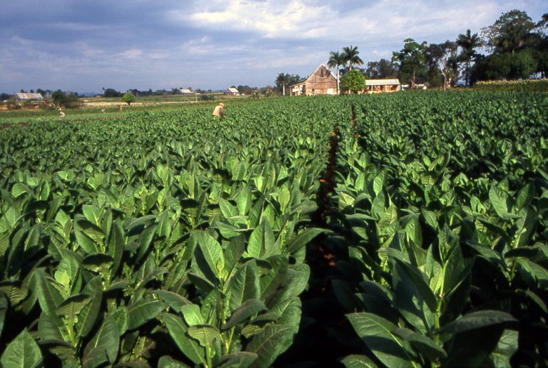Cuban tobacco industry