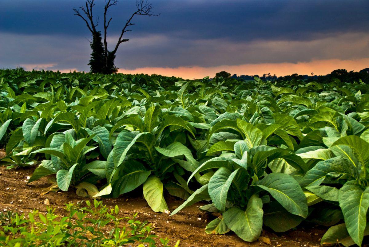 Perfect Tobacco Leaves
